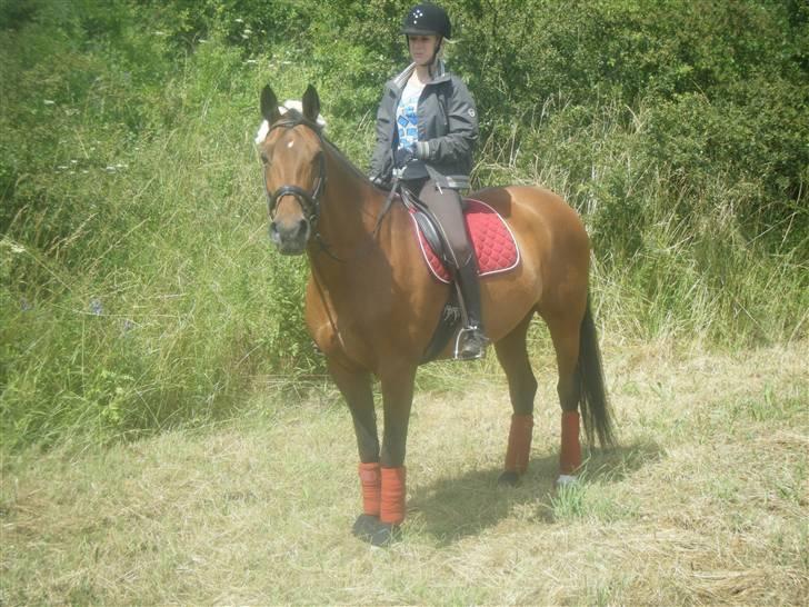 Dansk Varmblod Limona billede 19