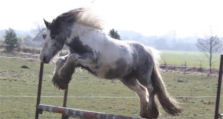 Irish Cob Banjas Otto -Hingst - Marts 2010 billede 16