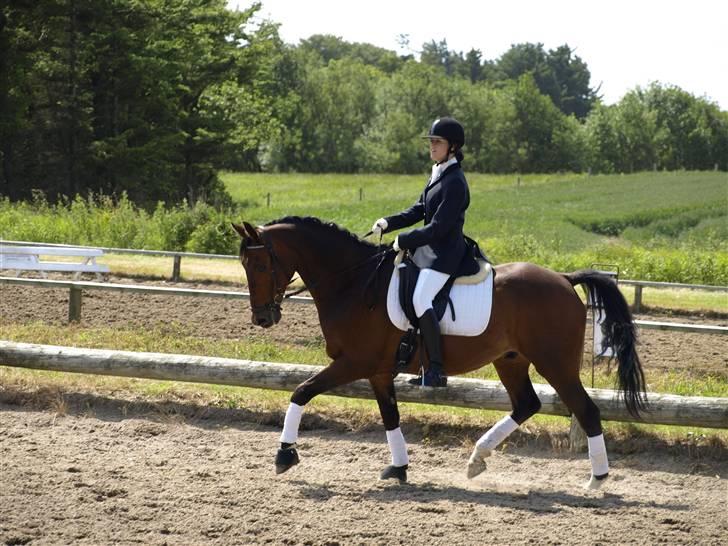 Dansk Varmblod Cadet ~Solgt og savnet~ - trav volte i LA4 billede: horsepictures.dk // Mia Riis billede 16