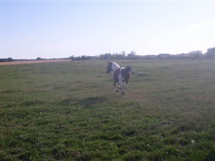 Anden særlig race Mikado - ned til de andre i fuld galop xD billede 14