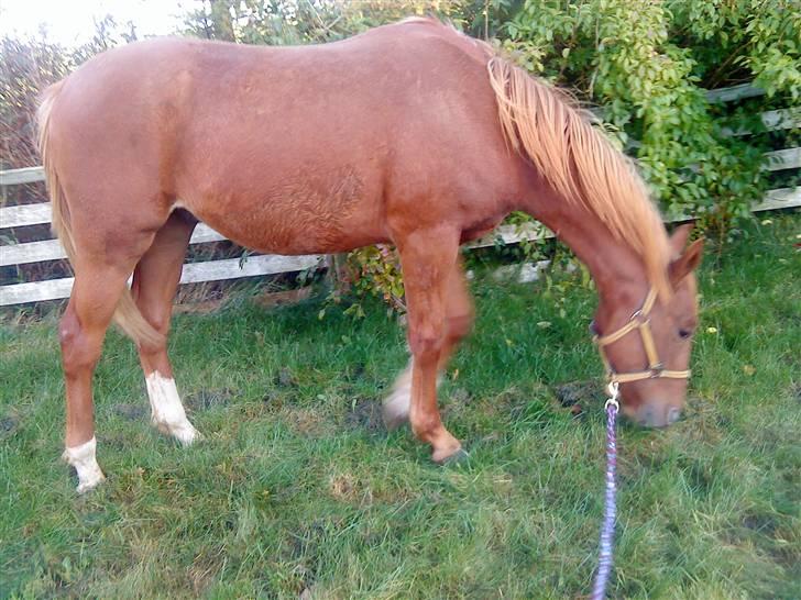 Anden særlig race Lemans   (SOLGT) - Skulle gå med ham ude i gården:) billede 1