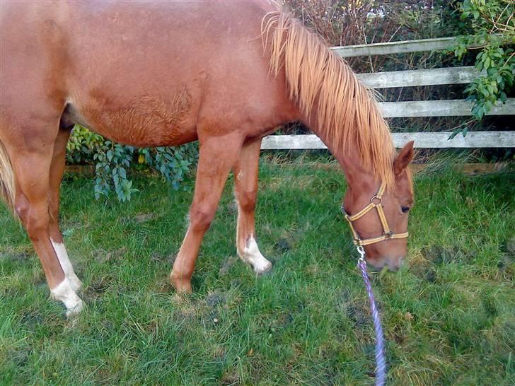 Anden særlig race Lemans   (SOLGT) - Går stadig med ham ude i gården:D billede 2