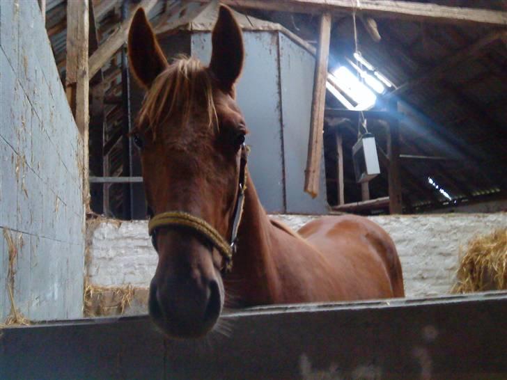 Anden særlig race Lemans   (SOLGT) - Ikke så lang tid efter vi fik ham:) et af de bedste billeder:) billede 3