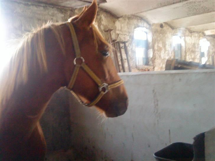 Anden særlig race Lemans   (SOLGT) - Det her billede er lidt dårligt:( men, det er taget på det idspunkt vi var over og kig på ham:) billede 4