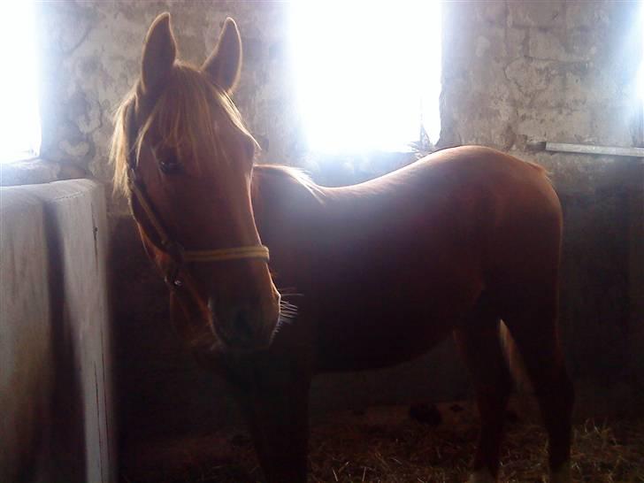 Anden særlig race Lemans   (SOLGT) - Her er vi oss ude og kig på ham:9 der var så mørkt ude i den stald:( billede 5