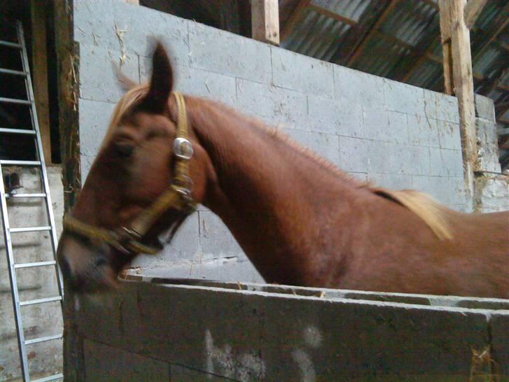 Anden særlig race Lemans   (SOLGT) - Hellere ikke så lang tid efter vi fik ham:) han fik et par gulerødder;P dem elskede han:D billede 6