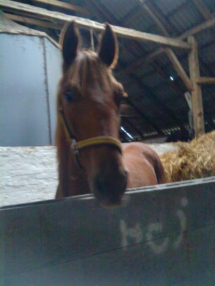 Anden særlig race Lemans   (SOLGT) - Billedet her er lidt utydeligt men, håber i kan se det:) billede 7