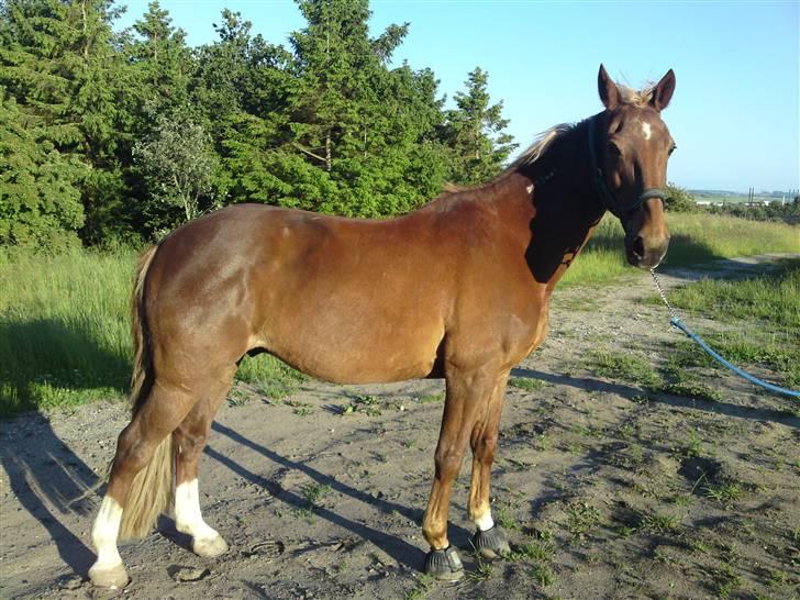 Traver Aka Lendalund billede 15