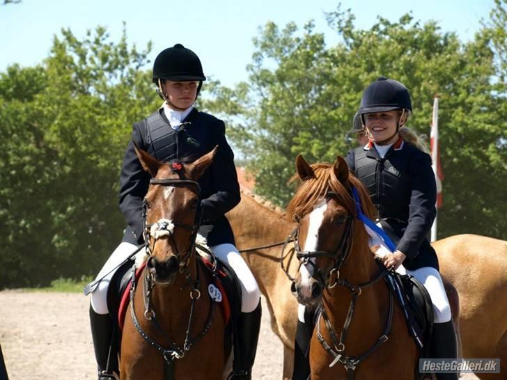 Welsh Pony af Cob-type (sec C) Aastrupgaards Elvis - Emiel og Joker sammen ;) Foto: esholmfoto.dk (Louise Jensen)  billede 9