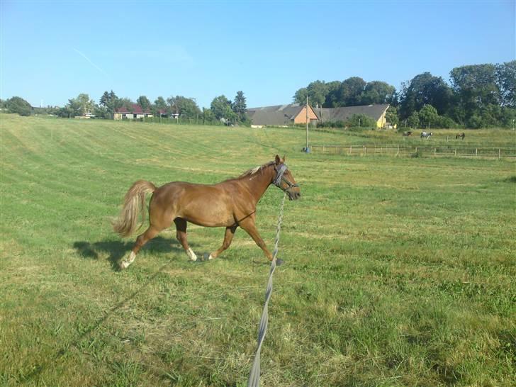 Traver Aka Lendalund billede 16