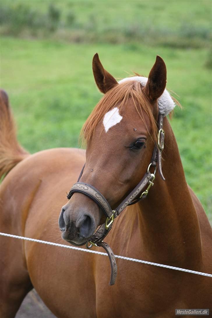 Arabisk fuldblod (OX) GHAZAL AL BAHIR. VINDENS SANG - .<3 billede 13