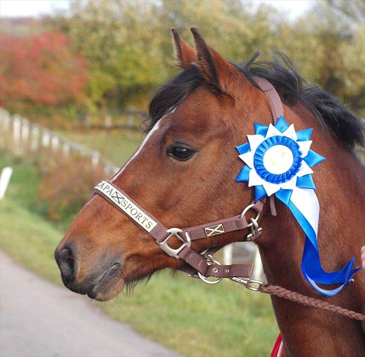 Anden særlig race Mrs. Butler - Den dygtige pige - kommunemesterskabet 2009! billede 11