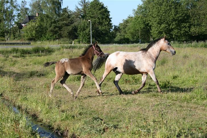 Anden særlig race FLYING MIGTHY MISS MAGPIE - så stor og fin.... billede 10