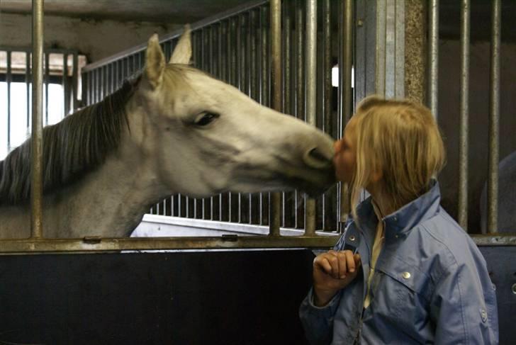 Welsh Pony (sec B) Ballettens Silent victory - Elsker også dig smukke<3 <3 <3 <3 (BBH) billede 13