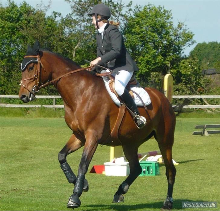 Dansk Varmblod *Hoeck´S Cirkeline* R.I.P :'( - igen til stævne =) foto: signe tror jeg billede 9