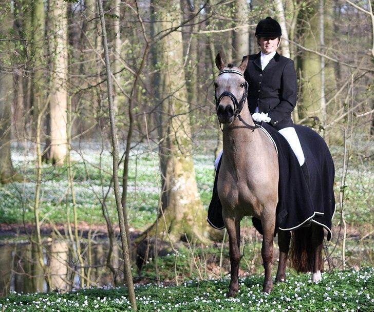 Welsh Cob (sec D) Ocebio <3 - En tur i skoven efter stævne<3 Foto: Cecilie billede 17