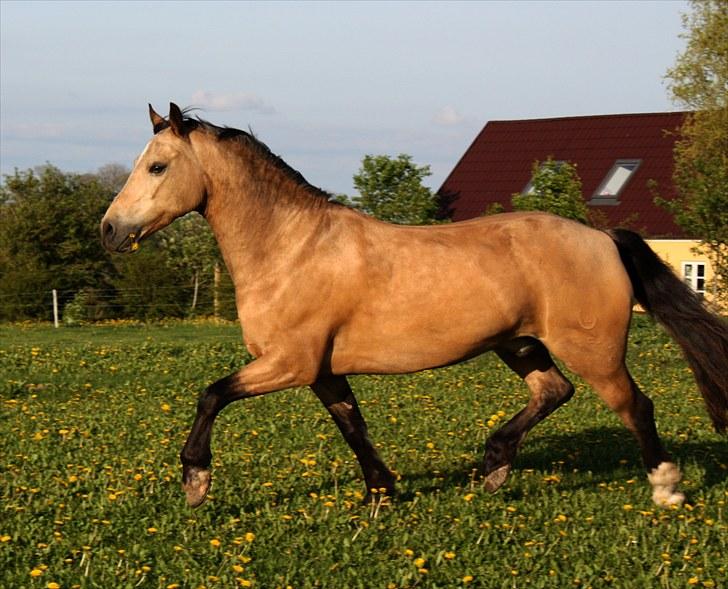 Welsh Cob (sec D) Ocebio <3 - På folden. Foto: Mig billede 12