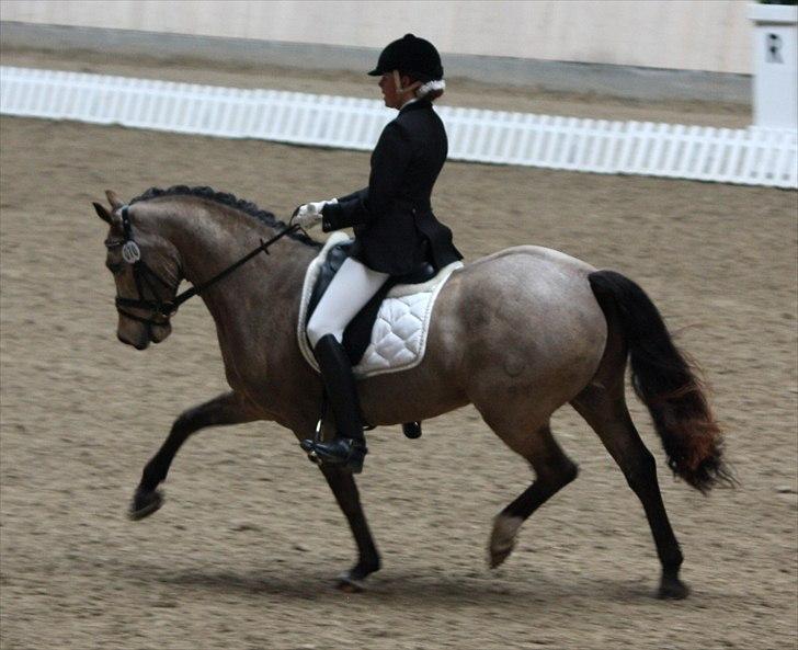 Welsh Cob (sec D) Ocebio <3 - Første landstævne d. 11-13 februar 2011:D Foto: Far billede 16