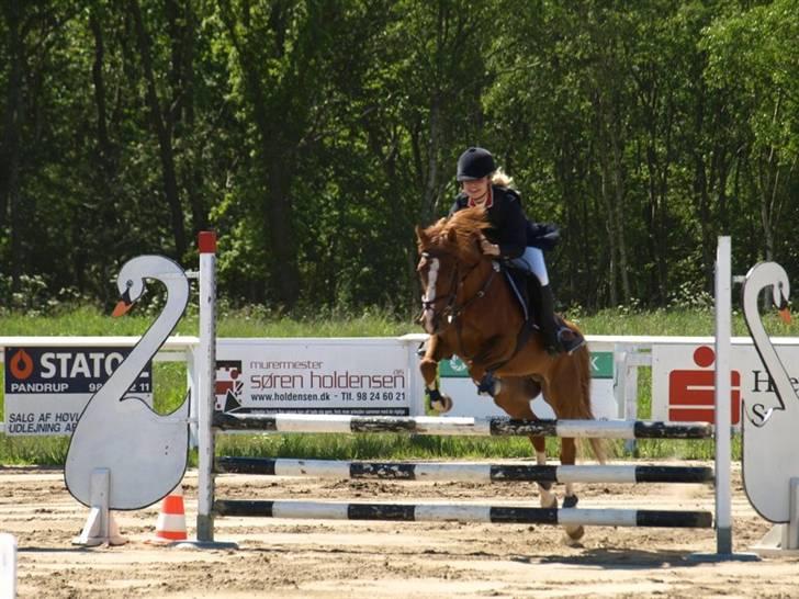 Welsh Pony af Cob-type (sec C) Aastrupgaards Elvis - Foto: esholm-foto.dk  billede 10