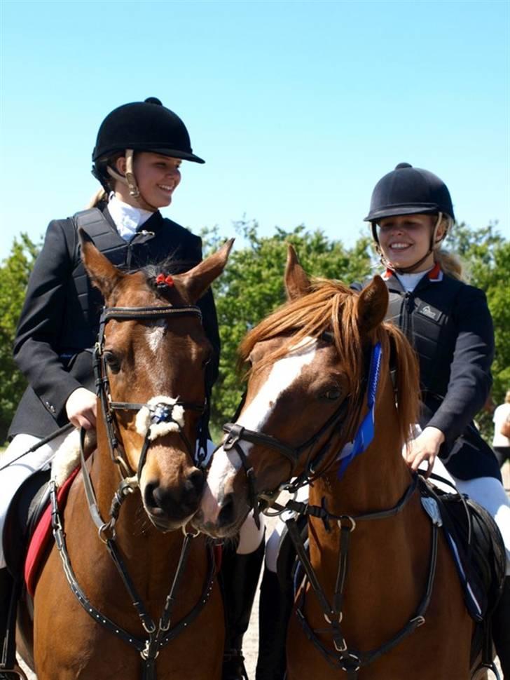 Welsh Pony af Cob-type (sec C) Aastrupgaards Elvis - Hans bedste ven Emiel og Joker kysser! xD Foto: esholm-foto.dk billede 13