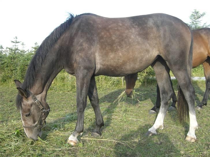 Anden særlig race Cara - SOLGT - juli 09 billede 12