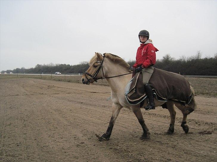 Fjordhest Hesselbjerg's Musse - Træning den 16-1 billede 6