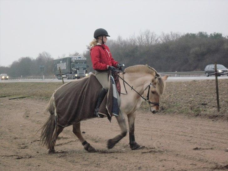 Fjordhest Hesselbjerg's Musse - Træning den 16-01-11 billede 7