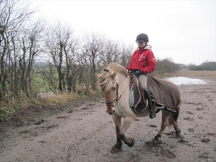 Fjordhest Hesselbjerg's Musse - Træning den 16-01-11 billede 8