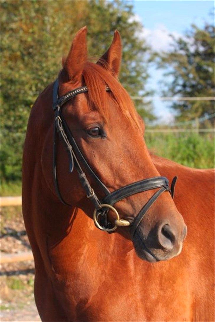 Anden særlig race Starlight - red - Gammelt salgsbilled af Starlight. Foto: Mette Nielsen :). billede 2