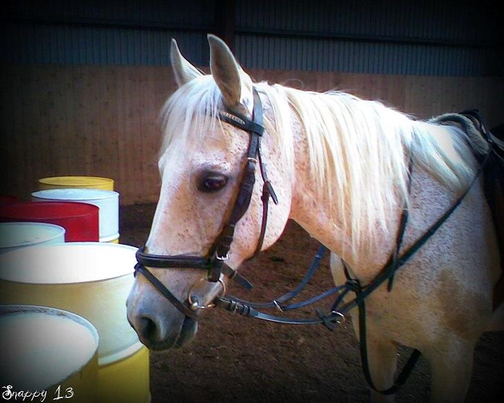 Anden særlig race Snappy .<'3 - Dengang jeg begyndte at stole på dig, begyndte du at betyde mere mere! <3 Foto: Mig billede 6