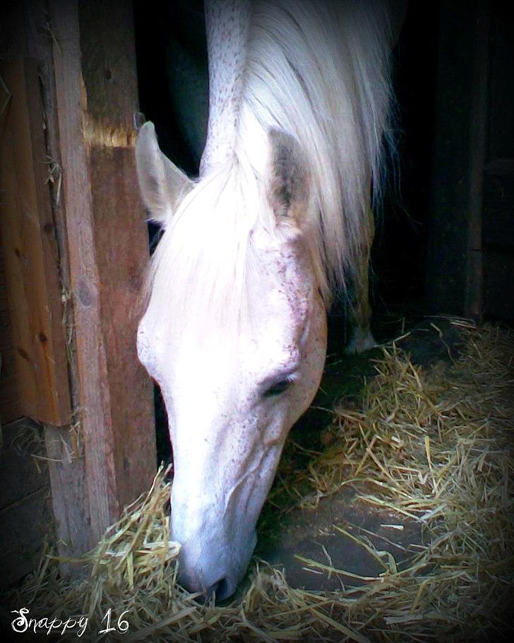 Anden særlig race Snappy .<'3 - Den Gode gamle pony. (y´) Foto: Mig billede 7