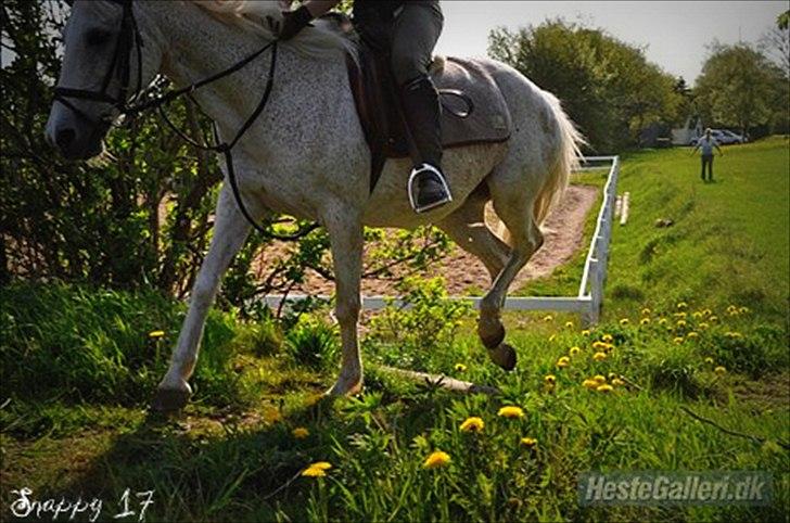Anden særlig race Snappy .<'3 - ALT det du prøvede, prøvede vi sammen. Du stolede på mig, og vi klarede det. <3 Foto: Mille TAK! billede 18