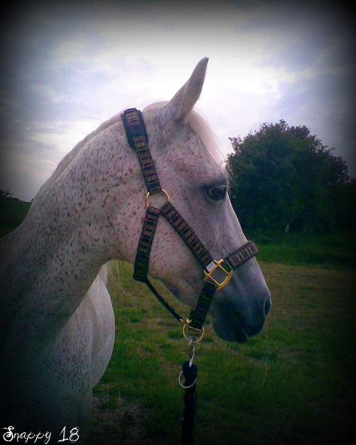 Anden særlig race Snappy .<'3 - Det gør ondt at tænke på dig, at se på dig på billederne nu. Når jeg nu ikke ser dig mere. ;´) Foto: Mig billede 8