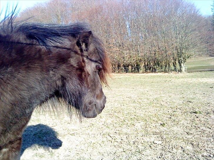Shetlænder Skovvangens Mischa billede 18