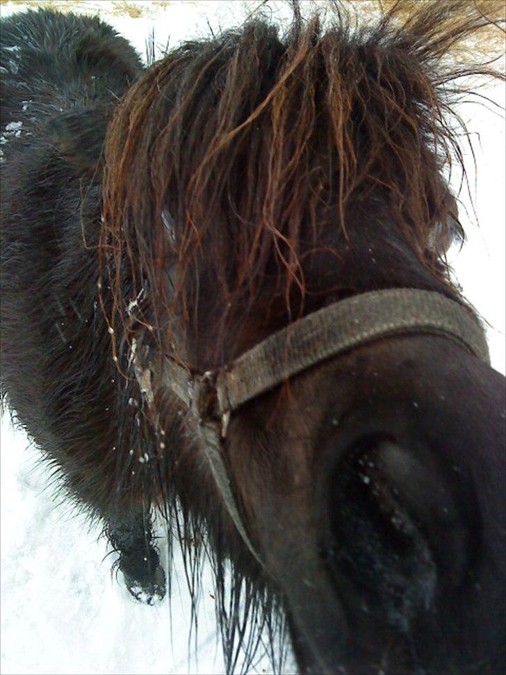 Shetlænder Skovvangens Mischa billede 19