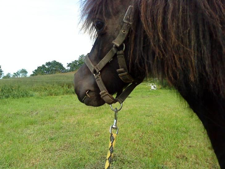 Shetlænder Skovvangens Mischa billede 20