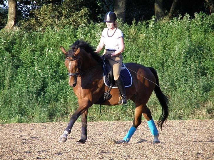 Dansk Varmblod Sagitta SOLGT - Træning hjemme på banen - galop d 01/07/09 billede 13
