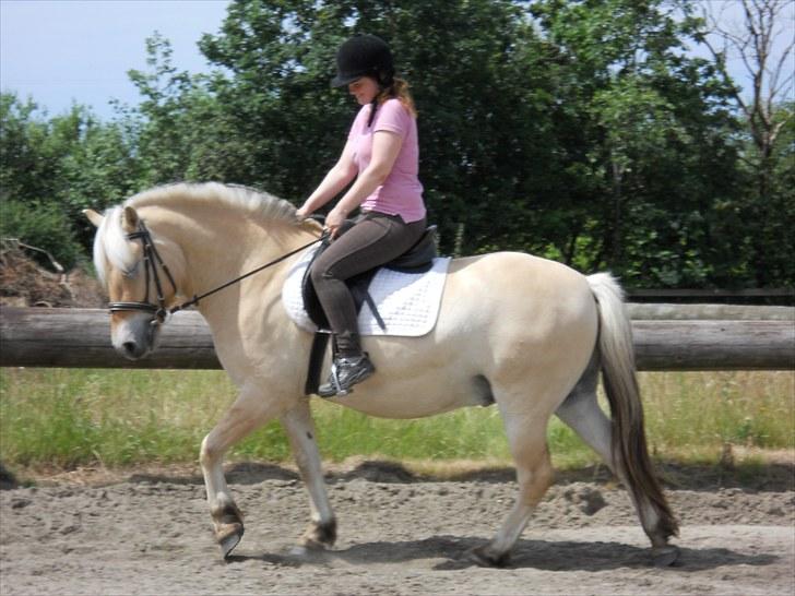 Fjordhest Calle - NYT: Jeg rider Calle for første gang siden jeg faldt af i december :) Billedet er taget 5. juni 2010 :) billede 1
