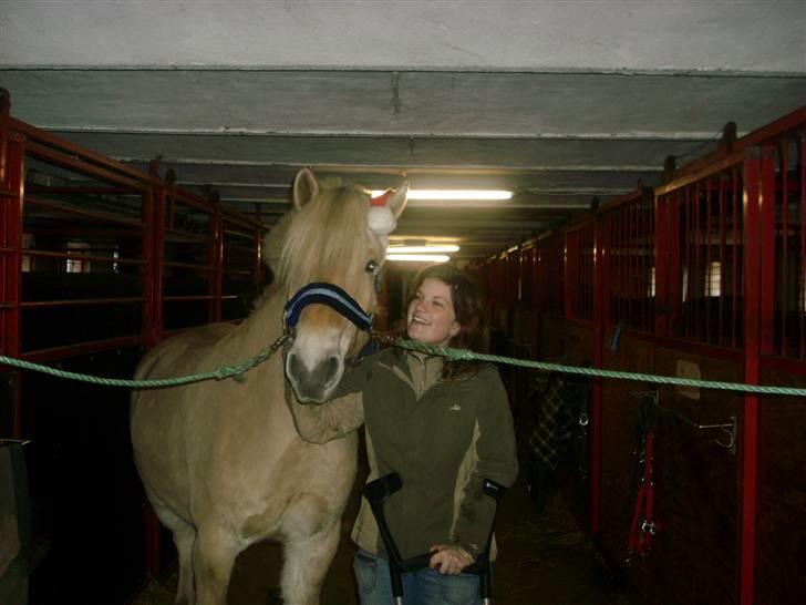 Fjordhest Calle - Selvom det gik galt i mandags, er vi stadig gode venner - og GLÆDELIG JUL. billede 2