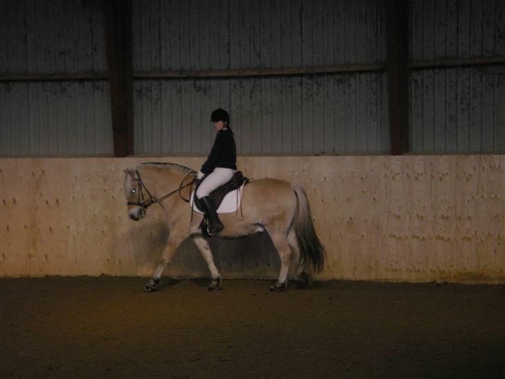 Fjordhest Calle - Opvarmning til stævnet. 17. oktober 09. Billedet er taget af Charlotte billede 5