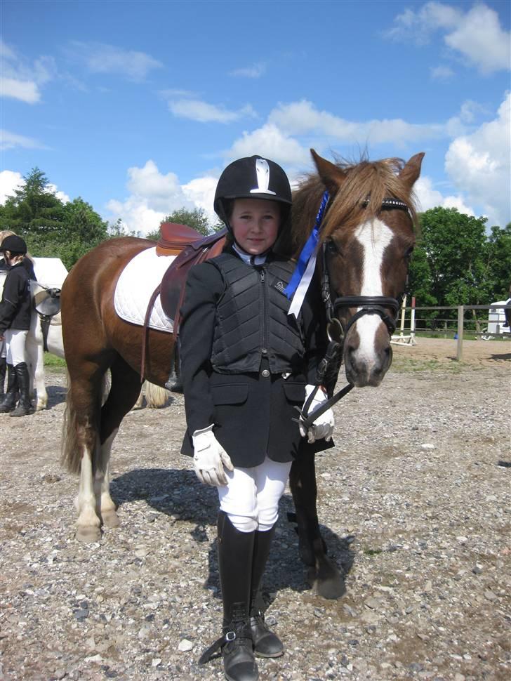 Welsh Pony af Cob-type (sec C) Tovdal's Impressiv Boy: SOLGT - Imber efter vi have fået placering i vores vores første springstævne. billede 3