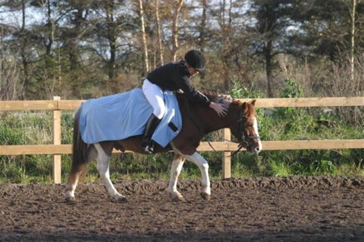 Pinto sweety MINBEDSTEVEN - 3.  lige ved at skritte af efter stævne i NRC<33 billede 3