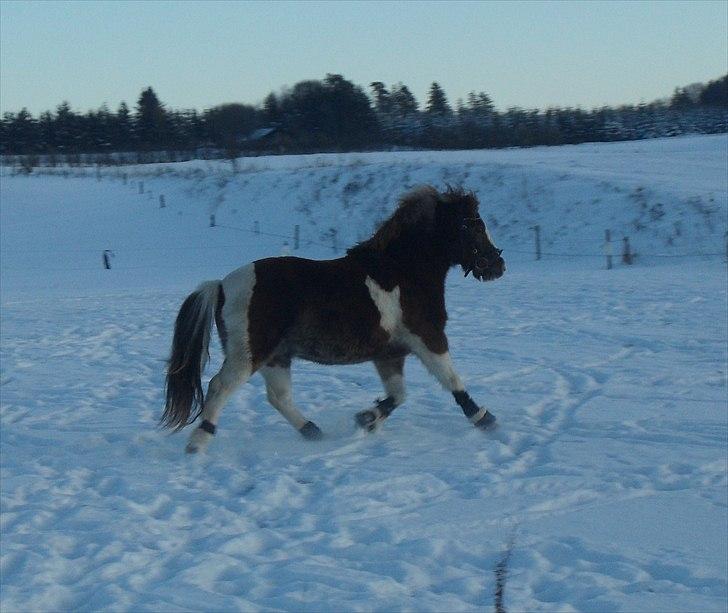 Pinto sweety MINBEDSTEVEN - 4.smukke <3 billede 4