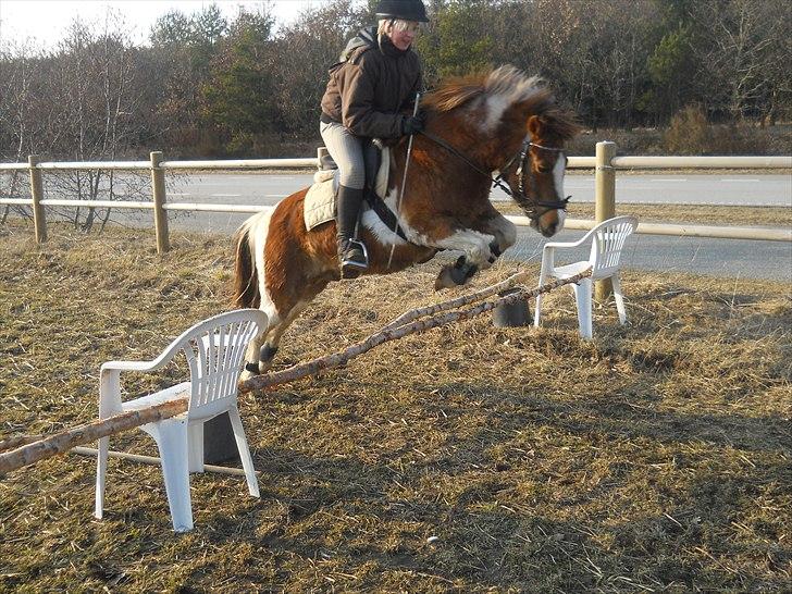 Pinto sweety MINBEDSTEVEN - 5.  min lille prins<33 billede 5