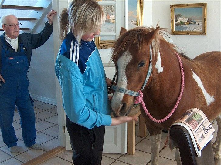 Pinto sweety MINBEDSTEVEN - 6.  sidste billed med min elskede pony prins elsker ham for evigt<3 billede 6