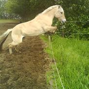 Fjordhest Luna (Solgt)