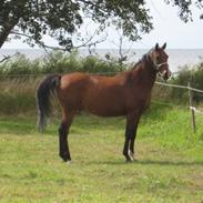 Arabisk fuldblod (OX) Bojkij OX