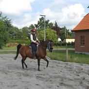 Arabisk fuldblod (OX) Bojkij OX