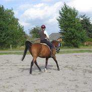 Arabisk fuldblod (OX) Bojkij OX