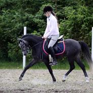 Welsh Pony (sec B) Clausholm Lord Joker